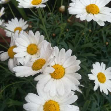 Argyranthemum 'Bonmadwitim'