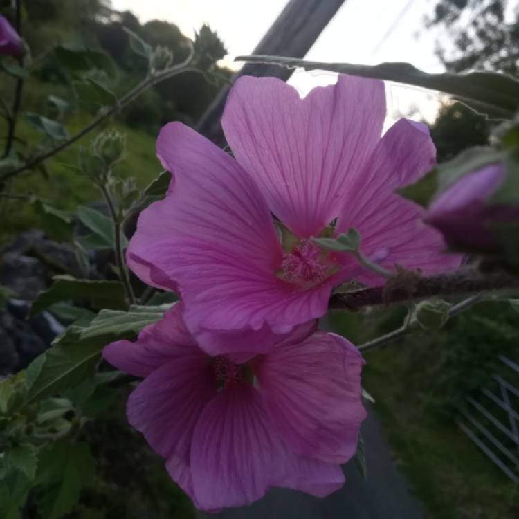 Plant image Lavatera x clementii 'Burgundy Wine'