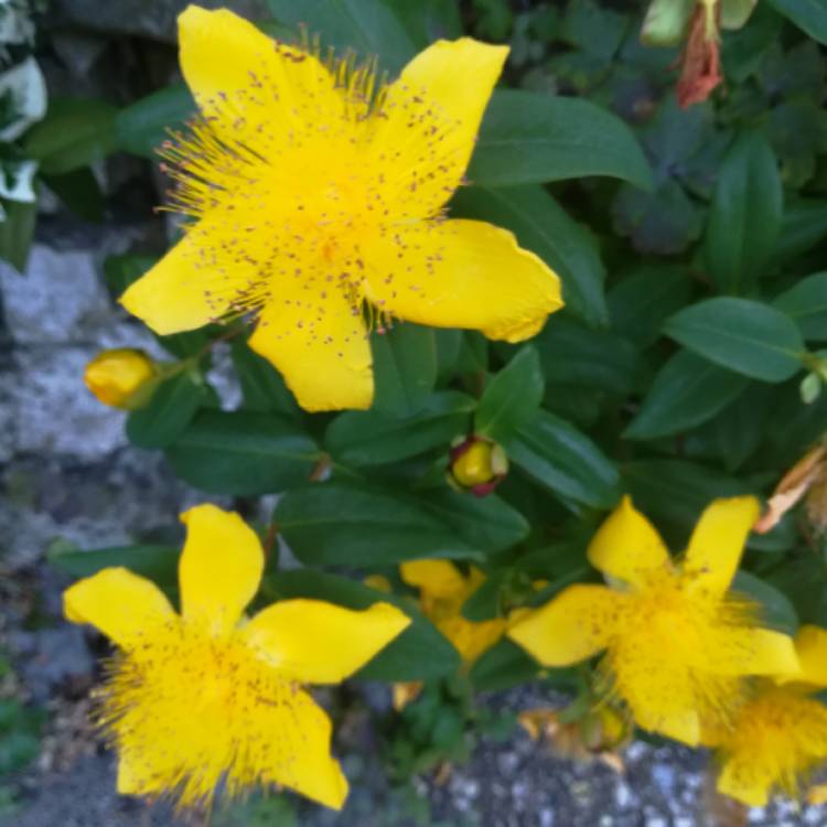 Plant image Hypericum kalmianum 'Gemo'