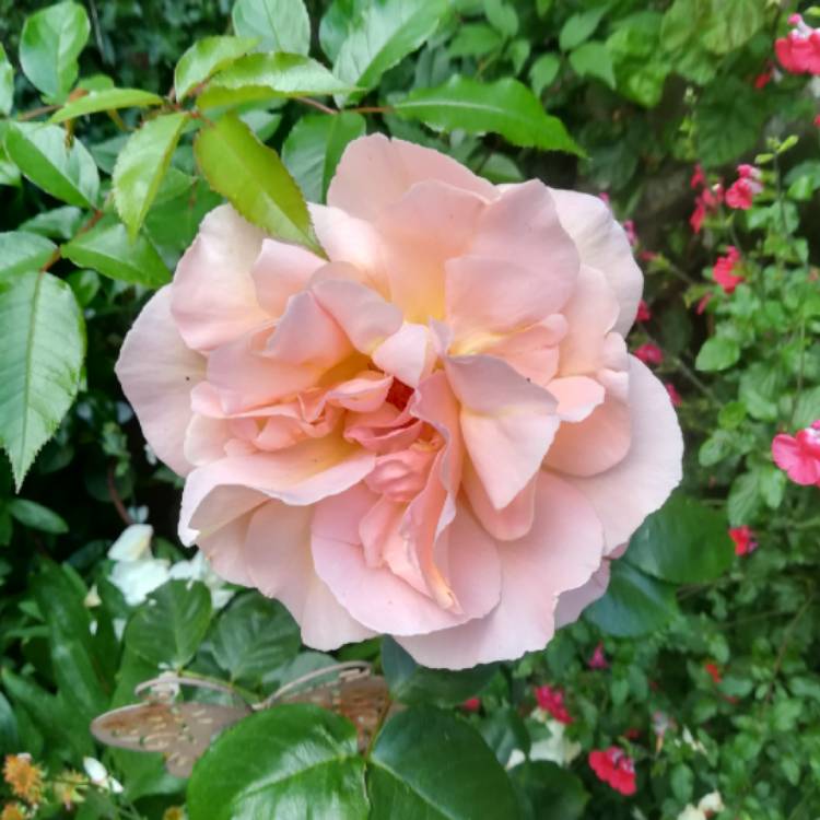 Plant image Rosa 'Schoolgirl'