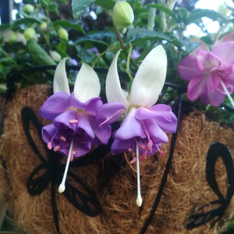 Plant image Fuchsia 'Blue Angel'