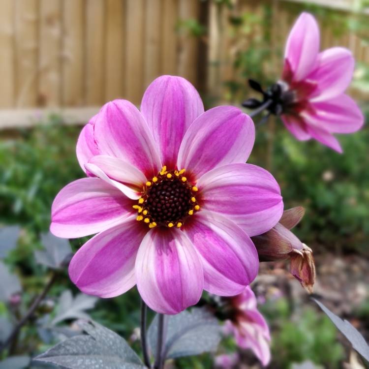 plant image 789221