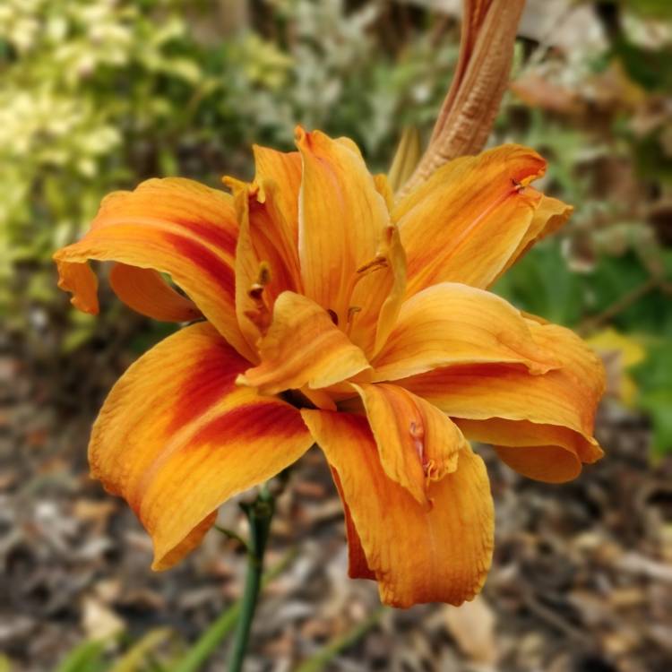 plant image 791386