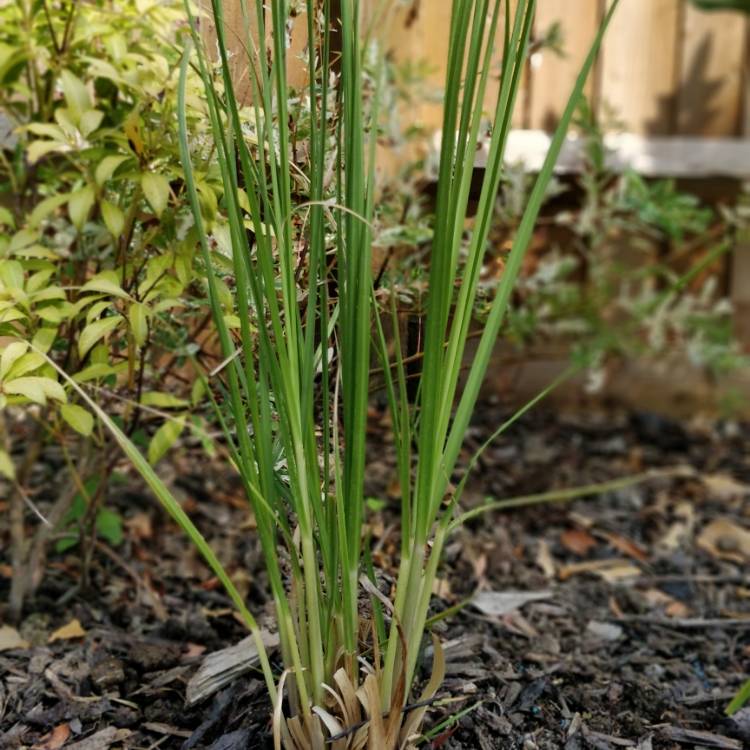 plant image 798257