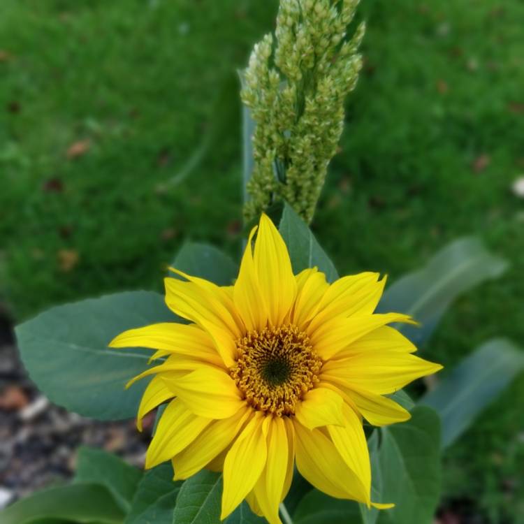 plant image 856671