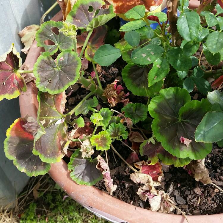 plant image 267624