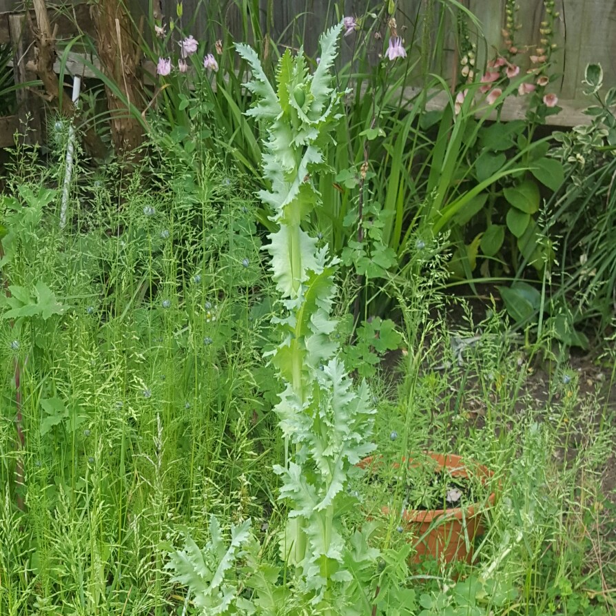 Papaver