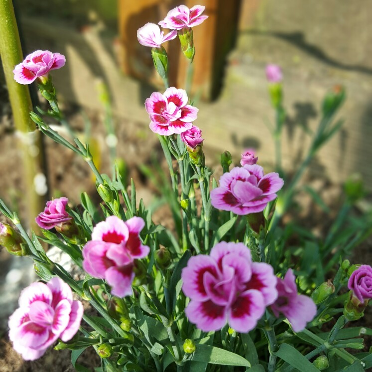 plant image 109553