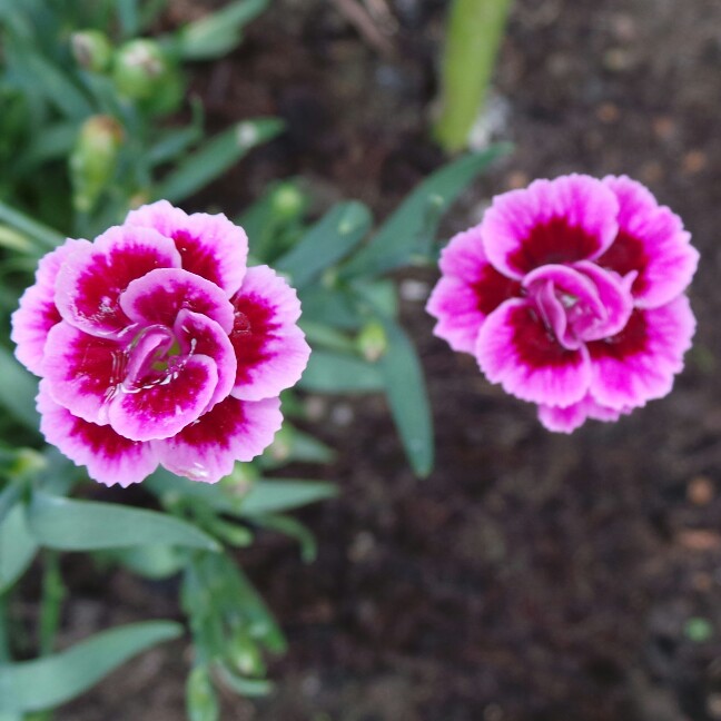 plant image 113409