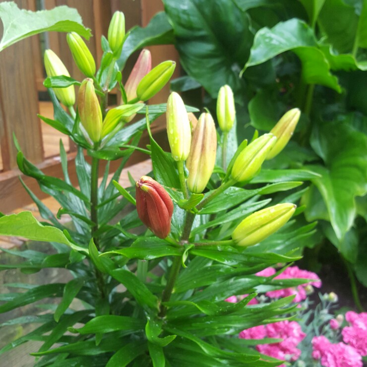 plant image 121635 plant image 121635