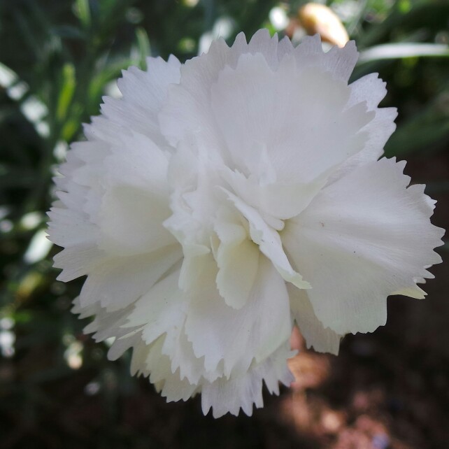 plant image 121846