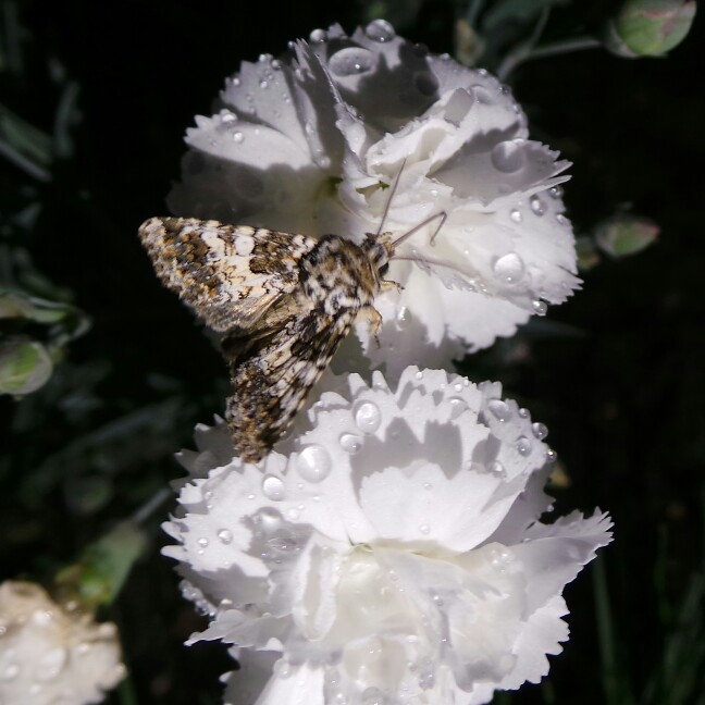 Plant image Dianthus plumarius 'Arctic Star'