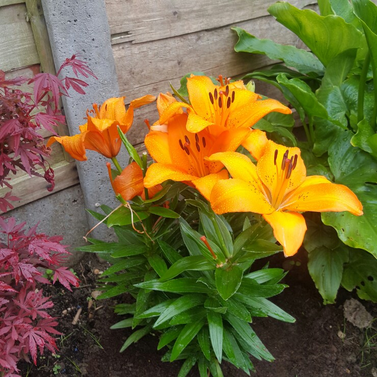 plant image 131967