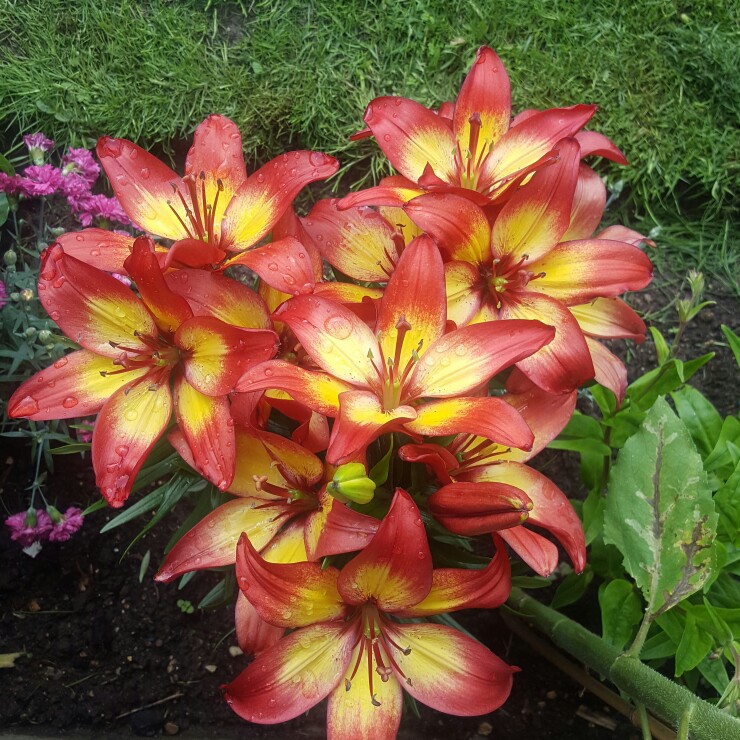 plant image 136875 plant image 136875