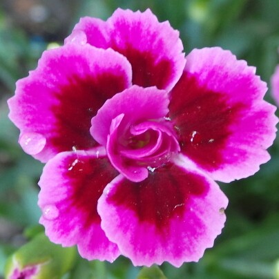 Plant image Dianthus 'Pink Kisses'