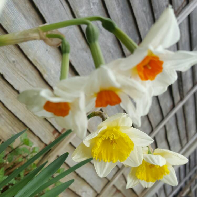 plant image 329345