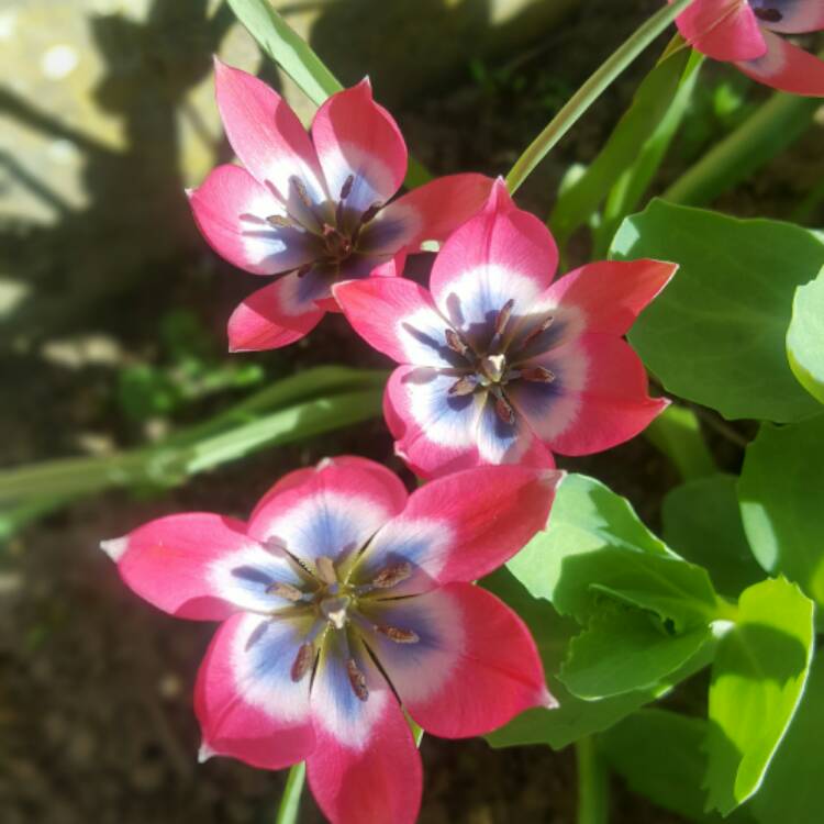 Plant image Tulipa 'Little Beauty' syn. Tulipa humilis 'Little Beauty'