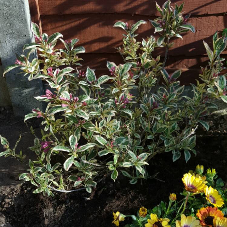 plant image 376639 plant image 376639