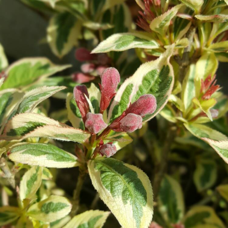 Plant image Weigela florida 'Kolmagira' syn. Weigela florida 'Magical Rainbow', Weigela florida 'Rainbow Sensation'