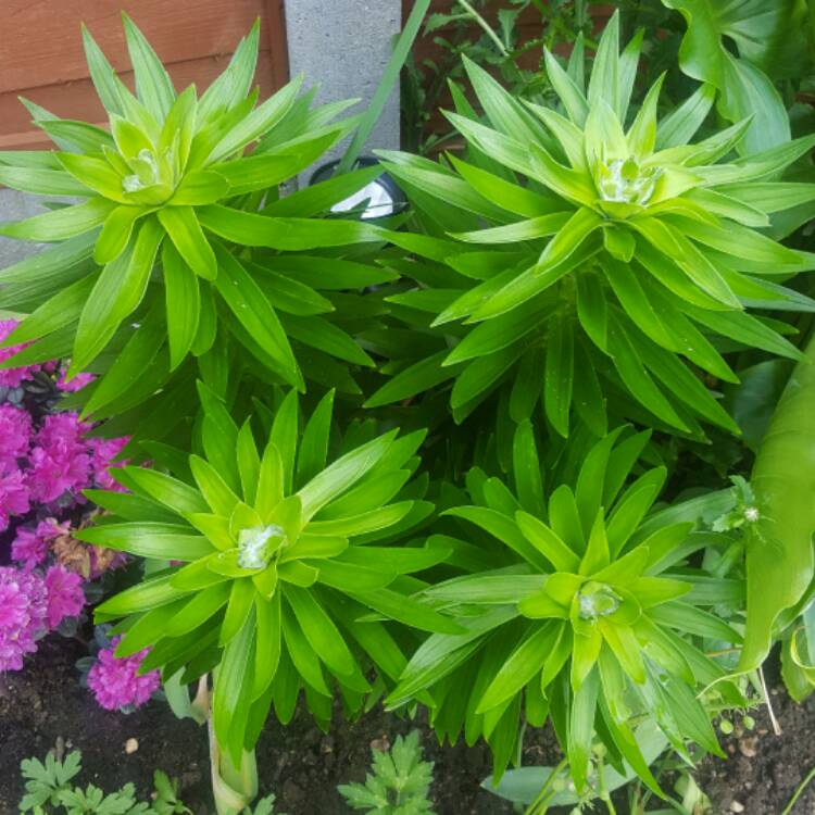 plant image 408232