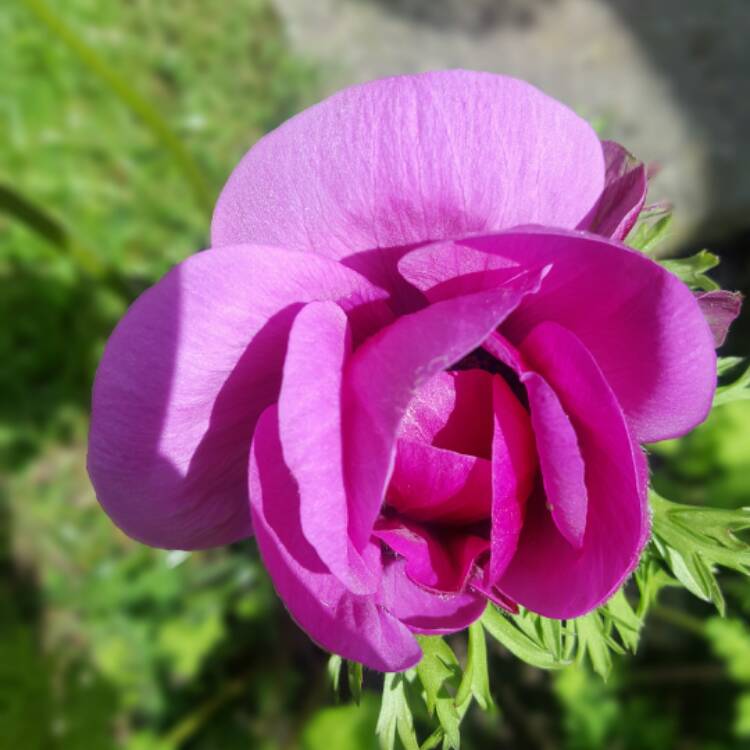 Plant image Anemone coronaria 'Harmony Orchid'