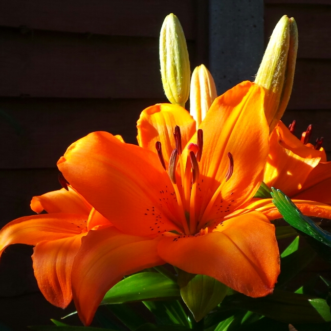 plant image 448822