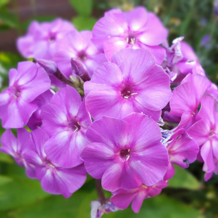plant image 475284