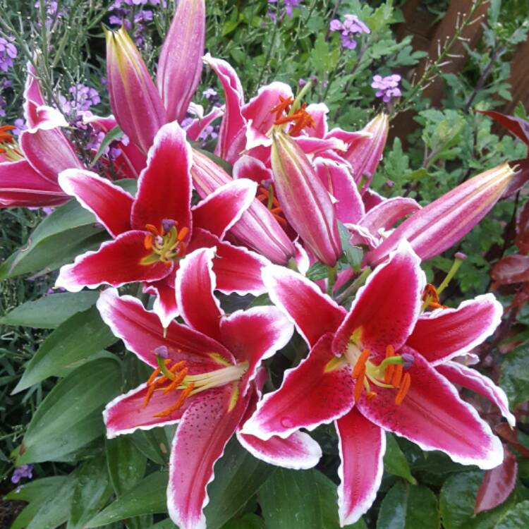 Lilium 'Entertainer', Lily 'Entertainer' (Oriental) - uploaded by ...