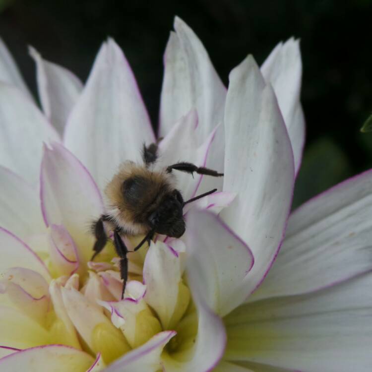 Plant image Dahlia 'Crazy Love'