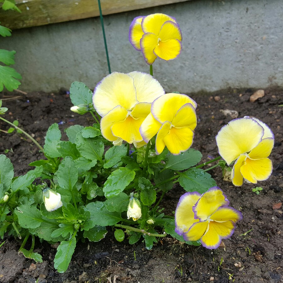 plant image 89416