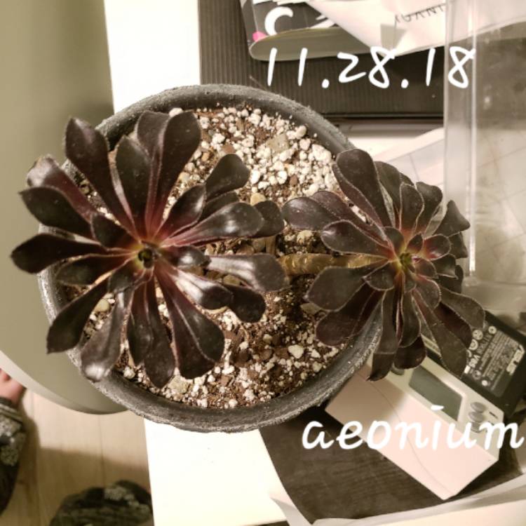plant image 1004480 plant image 1004480