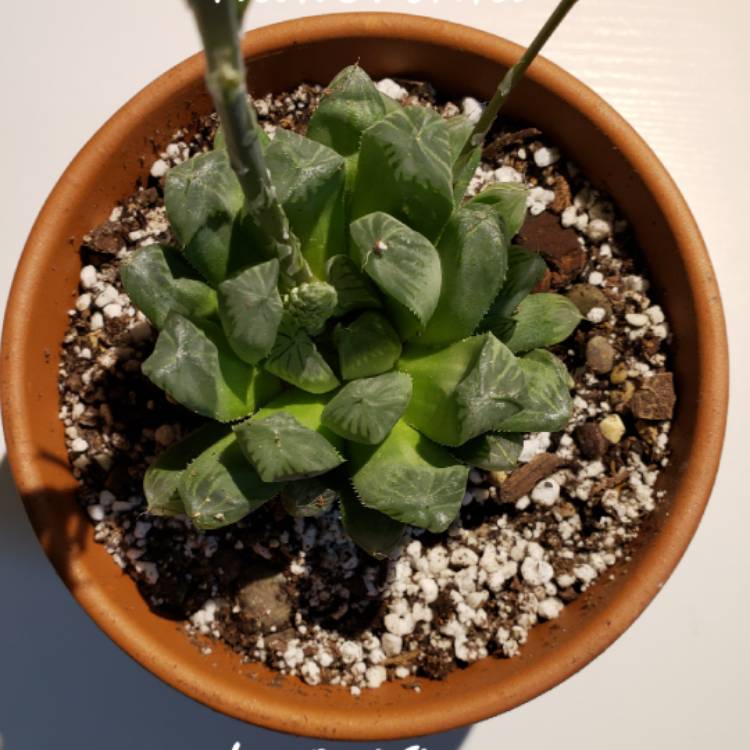 plant image 1004571 plant image 1004571