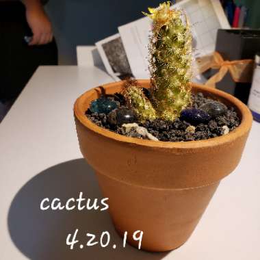 Cactus