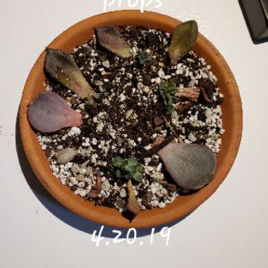 Echeveria 'Black Prince'