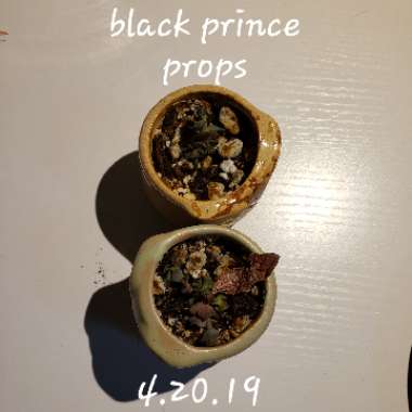 Echeveria 'Black Prince'