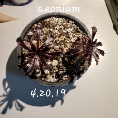 Aeonium 'Zwartkop'