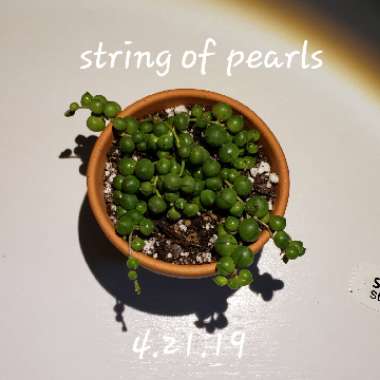 String of Pearls