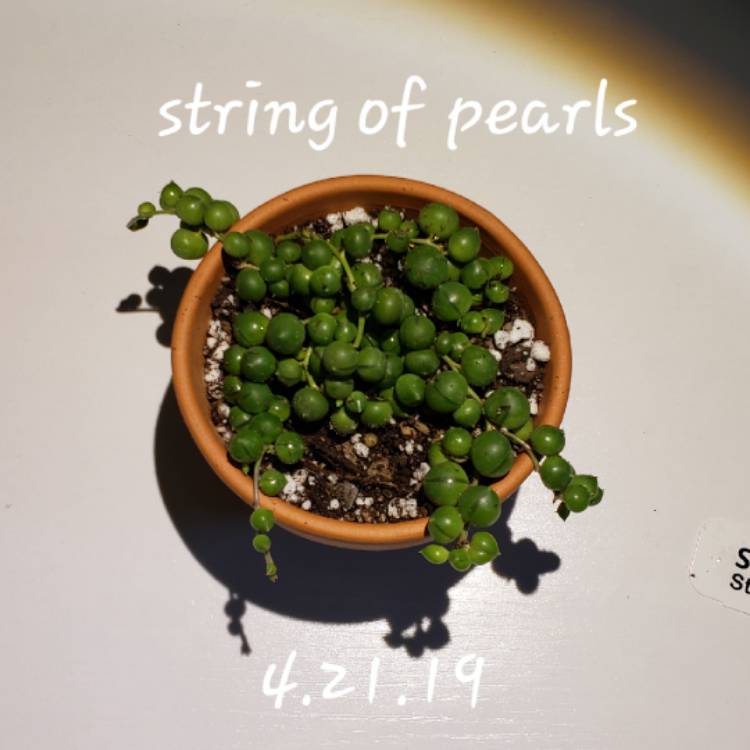 plant image 1010656