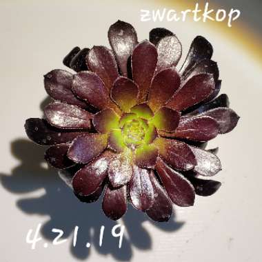 Aeonium 'Zwartkop'