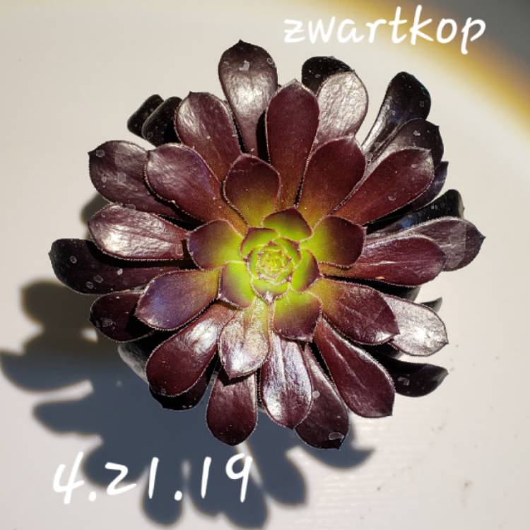 plant image 1010657