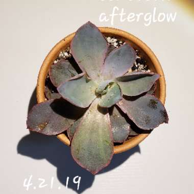 Echeveria 'Afterglow'