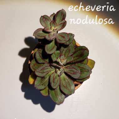 Echeveria 'Nodulosa'