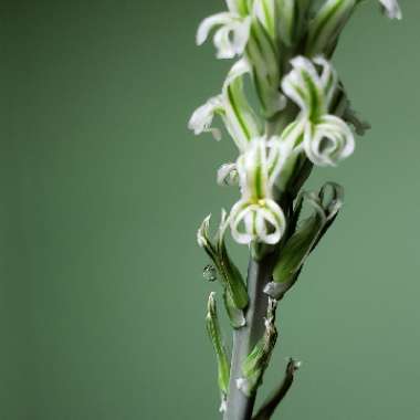 Haworthia