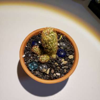 Cactus