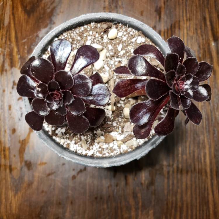 plant image 794715 plant image 794715