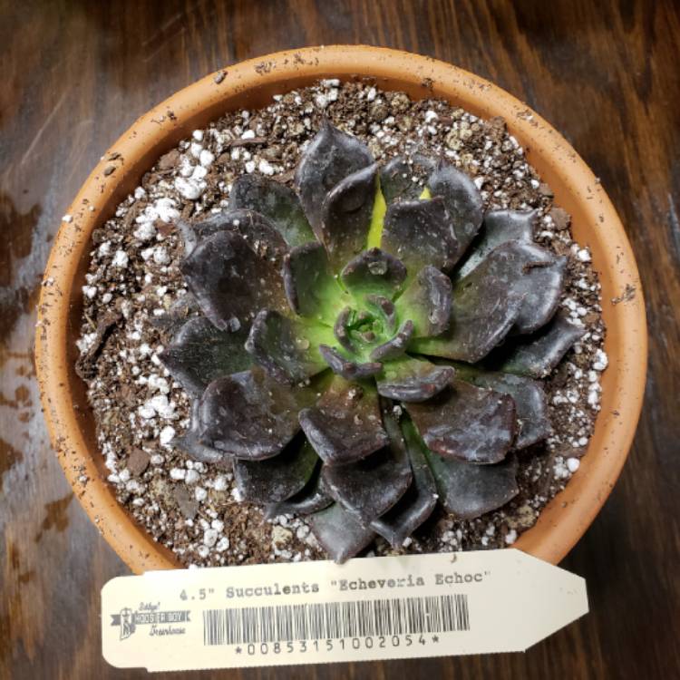 plant image 794717 plant image 794717