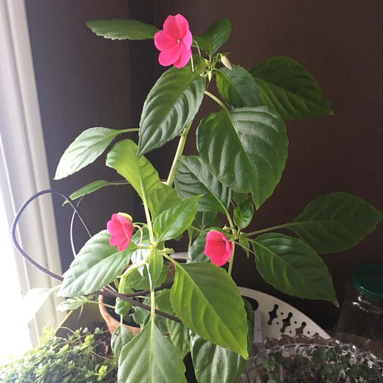 plant image 878135