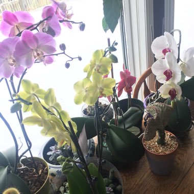 Loralie's garden