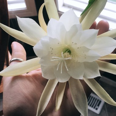 Orchid Cactus