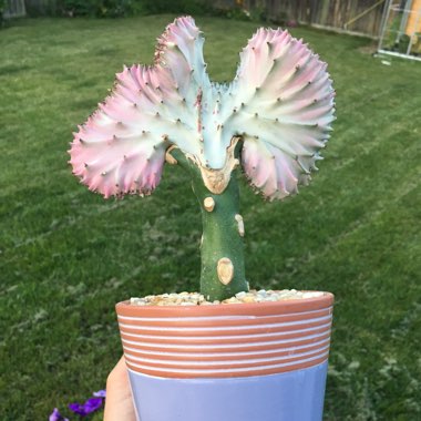 Coral Cactus 'Rainbow Crest'